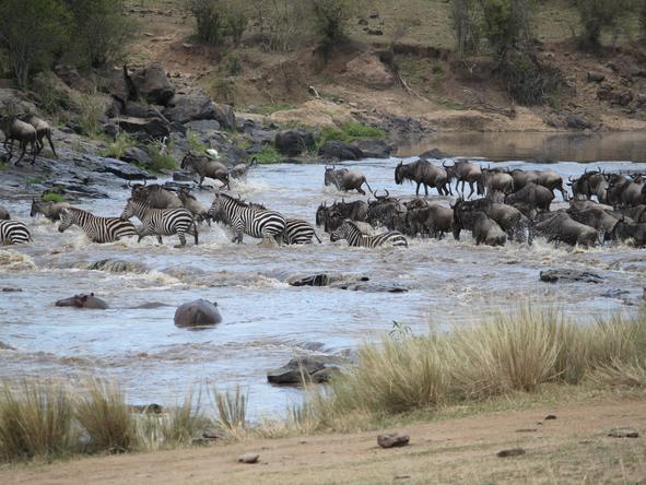 Tipilikwani Mara Camp - Wildlife 